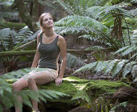 Barrington Tops National Park - Honeysuckle Forest Track - Accommodation Tasmania 0