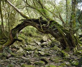 Mitchell River Walking Track - Accommodation Tasmania 0