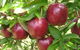 Top 40 Orchard - thumb 0