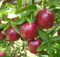 Top 40 Orchard - Accommodation Tasmania