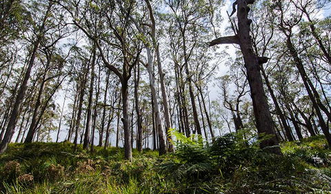 Mummel Gulf National Park - Accommodation Tasmania 1
