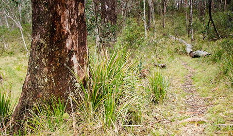 River Walking Track - Accommodation Tasmania 1