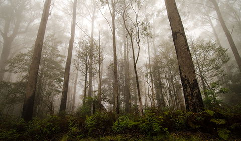River Walking Track - Accommodation Tasmania 2