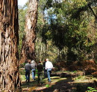 Tallaganda National Park - Accommodation Tasmania