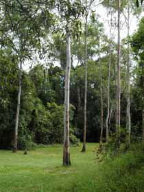 Pioneer Country Park - Accommodation Tasmania 1