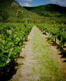 Gartelmann Wines - Accommodation Tasmania 0