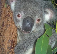 Hunter Valley Zoo - Accommodation Tasmania