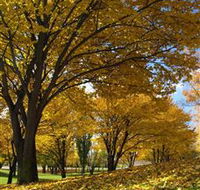 Centennial Park at Cooma - Accommodation Tasmania