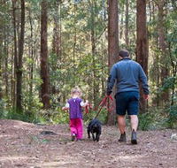 Olney State Forest - Watagan Mountains - Accommodation Tasmania
