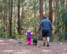 Olney State Forest - Watagan Mountains - Accommodation Tasmania 0