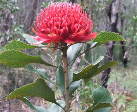 Olney State Forest - Watagan Mountains - Accommodation Tasmania 1