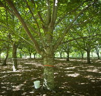 Sassafras Nuts - Accommodation Tasmania
