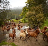 Glenworth Valley Horse Riding - Accommodation Tasmania