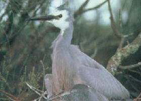 Jack Smith Lake State Game Reserve - Accommodation Tasmania 0