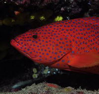 Maori Wrasse Bommie Dive Site - Accommodation Tasmania