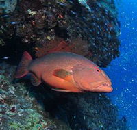 Anchor Bommie Dive Site - Accommodation Tasmania
