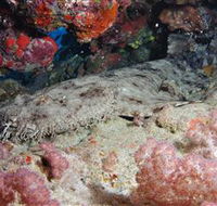 Lighthouse Bommies Dive Site - Accommodation Tasmania