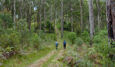 The Green Gully Track - Accommodation Tasmania 0