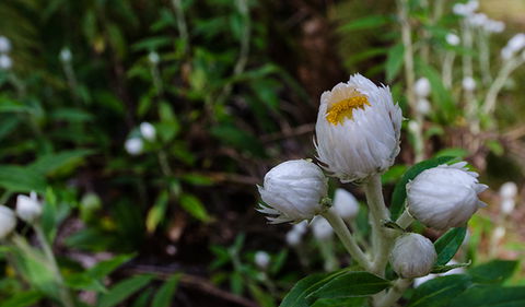 Werrikimbe National Park - Accommodation Tasmania 3