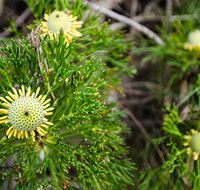 Illawarra lookout walking track - Accommodation Tasmania
