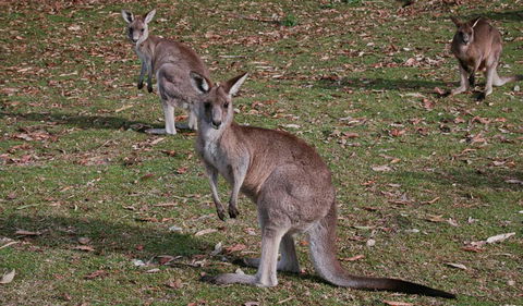 Lake Macquarie State Conservation Area - Accommodation Tasmania 1