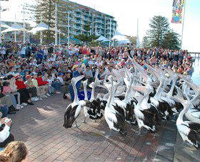 Pelican Feeding - Accommodation Tasmania 0