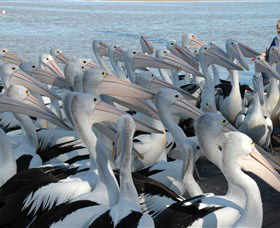Pelican Feeding - Accommodation Tasmania 2