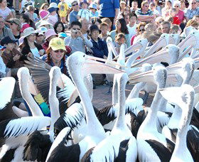 Pelican Feeding - Accommodation Tasmania 1