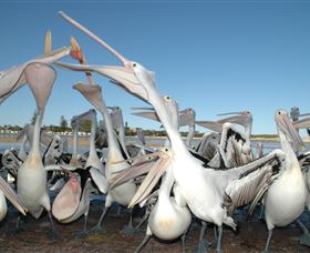 Pelican Feeding - Accommodation Tasmania 3