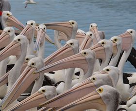 Pelican Feeding - Accommodation Tasmania 4