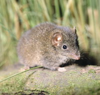 Munmorah State Conservation Area - Accommodation Tasmania