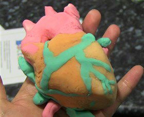 Museum Of Human Disease - Accommodation Tasmania 4