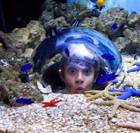 Sea Life Sunshine Coast - Accommodation Tasmania