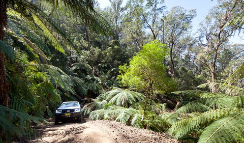 Wadbilliga Road Drive - Accommodation Tasmania 3