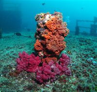 HMAS Brisbane Dive Site - Accommodation Tasmania