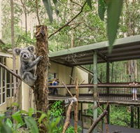 Daisy Hill Koala Centre - Accommodation Tasmania