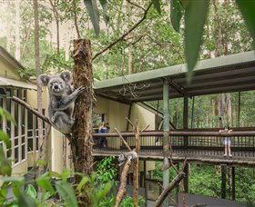 Daisy Hill Koala Centre - Accommodation Tasmania 0