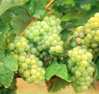 Red Tail Wines - Accommodation Tasmania