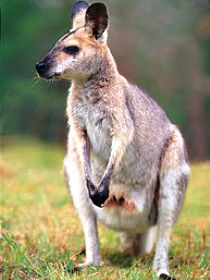 Venman Bushland National Park - Accommodation Tasmania 0
