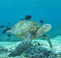 Flinders Reef Dive Site - Accommodation Tasmania