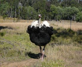 Glen Ian Ostrich And Emu Farm - Accommodation Tasmania 1