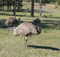 Glen Ian Ostrich and Emu Farm - Accommodation Tasmania