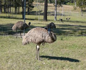 Glen Ian Ostrich And Emu Farm - Accommodation Tasmania 0
