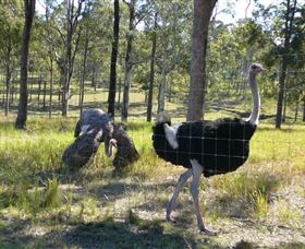 Glen Ian Ostrich And Emu Farm - Accommodation Tasmania 2