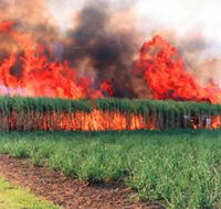 Reeves Family Sugar Cane Farm - Accommodation Tasmania