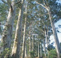 The Great Forest Trees Drive - Accommodation Tasmania