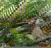 Wollumbin-Mount Warning National Park - Accommodation Tasmania