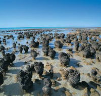 Hamelin Pool Stromatolites - Accommodation Tasmania