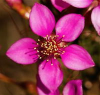 Flora - Accommodation Tasmania