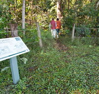 Rainforest walk - Accommodation Tasmania